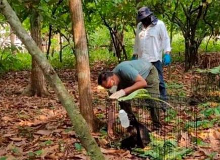 Tragedia en Tabasco: Muerte de 217 monos saraguato