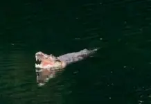 Cocodrilo ataca a niño de 8 años en Oaxaca