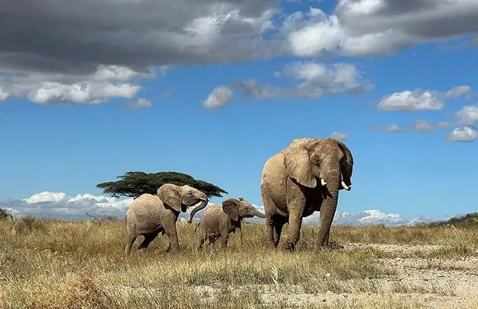 El día mundial del Elefante: conoce al mamífero más grande