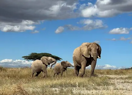 El día mundial del Elefante: conoce al mamífero más grande