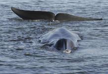 Impacto de la caza de ballenas en la biodiversidad marina