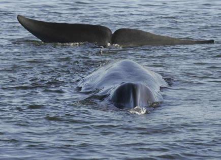 Impacto de la caza de ballenas en la biodiversidad marina