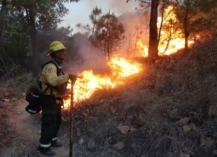 Incendios asolan los bosques de Jalisco