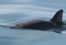 Situación crítica de las vaquitas marinas en el Golfo de California