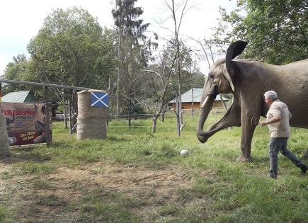 Bubi, el elefante africano, predice resultados de la Eurocopa 2024