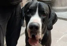 Esperan hasta 300 participantes en la VI Exposición Canina