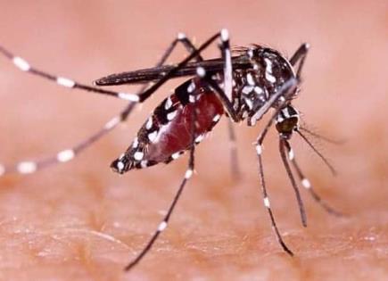 Alerta por Incremento de Dengue Hemorrágico en Yucatán