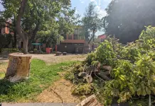 Prohibida, la tala o retiro de &aacute;rboles en &eacute;poca de calor: Azuara