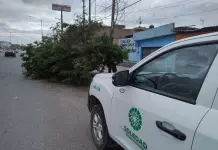 &Aacute;rbol Ca&iacute;do en Carretera R&iacute;overde
