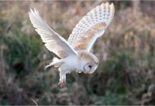 Colaboración entre PROFEPA y Centro de Rescate de Aves Rapaces