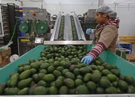 Avanza proceso para reanudar exportaciones de aguacate y mango a Estados Unidos