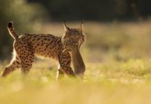 Recuperación del lince ibérico: Historia de éxito en conservación