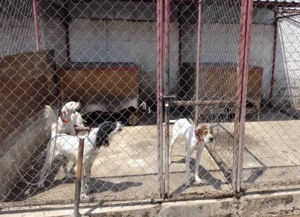 Rescatan a 46 perros en condiciones deplorables en colonia La Loma, Tlalpan