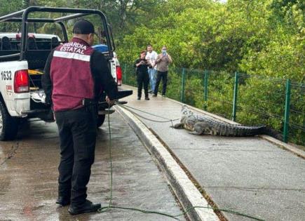 Video | Someten a cocodrilo que paseaba en avenida de Tampico