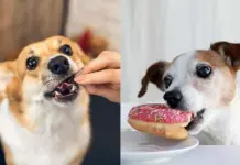 Beneficios y cuidados de tener mascotas