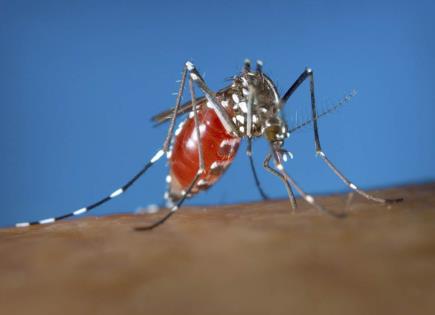 Alerta por Aumento de Casos de Dengue en EEUU