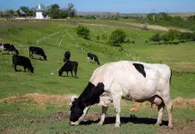 Dinamarca pondrá un impuesto por flatulencias de vacas y cerdos Dinamarca pondrá un impuesto por flatulencias de vacas y cerdos