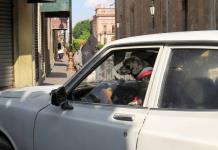 Foto del día | Perrito al volante