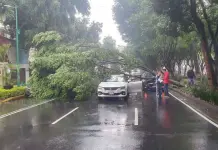 Accidente vial por ca&iacute;da de &aacute;rbol en Coyoac&aacute;n