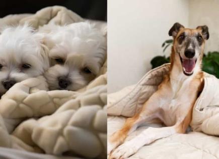 Razones por las que los perros rascan la cama