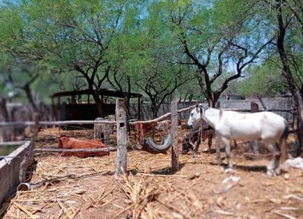 Sequía provoca la muerte de ganado