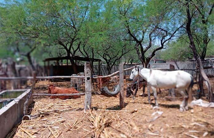 Regresan 16 municipios de la Huasteca a sequía anormal: Conagua