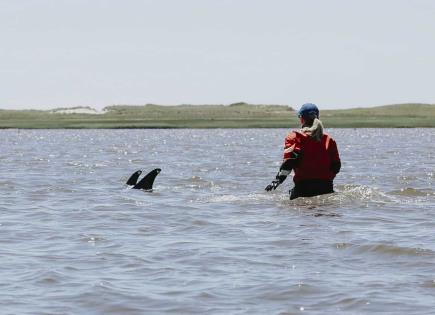 Intensa labor de rescate de delfines en Cabo Cod