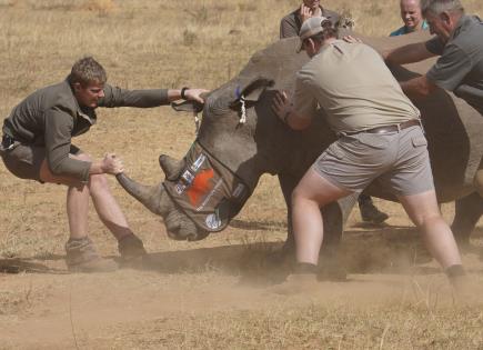 Proyecto de investigación para proteger a los rinocerontes en Sudáfrica