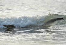 Evac&uacute;an playa Miramar en Tamaulipas por avistamiento de cocodrilo