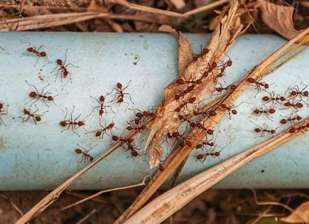 Estudio Revela Sorprendente Comportamiento de Hormigas