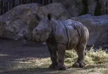 Nace Silverio, una cría de rinoceronte blanco en BuinZoo de Santiago