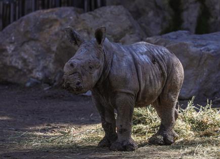 Nacimiento de Silverio, la cría de rinoceronte blanco en BuinZoo de Santiago