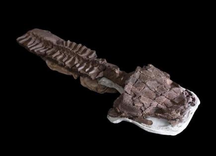 Descubrimiento de fósiles en Namibia revelado por paleontólogos