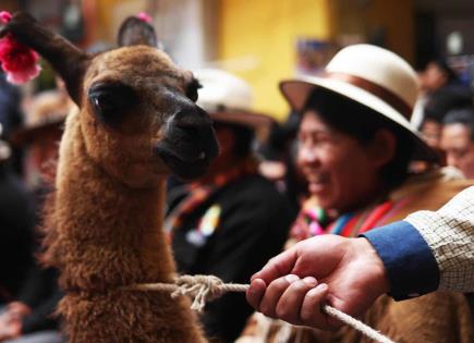 Festival de danza y Feria de camélidos en La Paz
