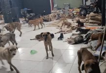 Cachorrilandia reporta lomitos a salvo tras huracán en Quintana Roo