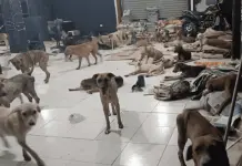 Cachorrilandia reporta lomitos a salvo tras huracán en Quintana Roo Cachorrilandia reporta lomitos a salvo tras huracán en Quintana Roo