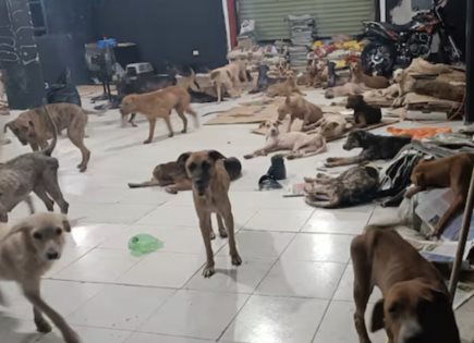 Cachorrilandia reporta lomitos a salvo tras huracán en Quintana Roo