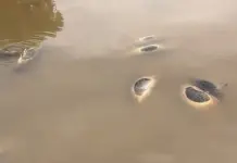 Contaminaci&oacute;n Qu&iacute;mica y Muerte de Peces en el R&iacute;o Yaqui