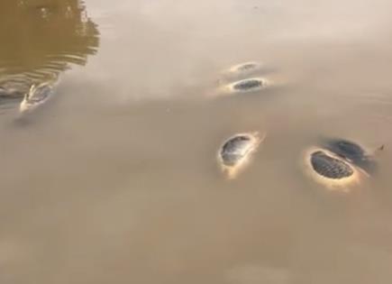 Contaminación Química y Muerte de Peces en el Río Yaqui