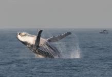 Emocionante Temporada de Avistamiento de Ballenas en Río de Janeiro