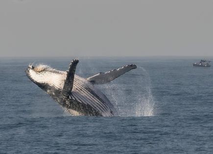 Emocionante Temporada de Avistamiento de Ballenas en Río de Janeiro