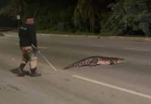 Captan a cocodrilo en carretera M&eacute;rida-Progreso