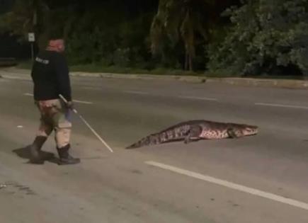 Captan a cocodrilo en carretera Mérida-Progreso