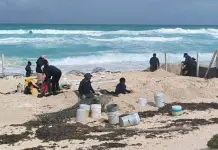 Protecci&oacute;n exitosa de huevos de tortuga en Canc&uacute;n