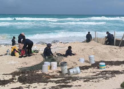 Protección exitosa de huevos de tortuga en Cancún