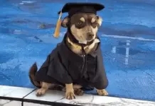 La emotiva historia de Canelo, el perrito callejero que se gradu&oacute;