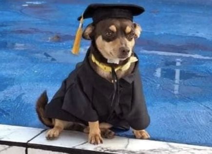 La emotiva historia de Canelo, el perrito callejero que se graduó