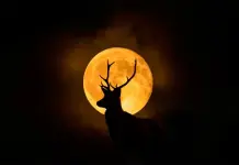 Consejos pr&aacute;cticos para disfrutar la Luna de Ciervo 2024 en M&eacute;xico