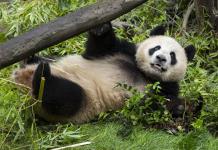 Llegada de Pandas Gigantes de China a San Diego