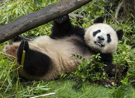 Llegada de Pandas Gigantes de China a San Diego